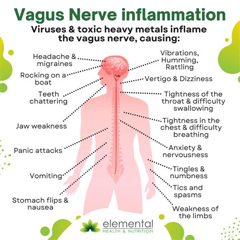 Vagus Nerve: Anatomy and Symptoms : r/covidlonghaulers