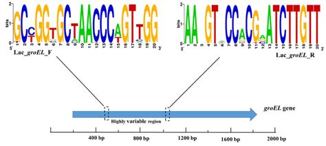 WebLogo 的图像结果