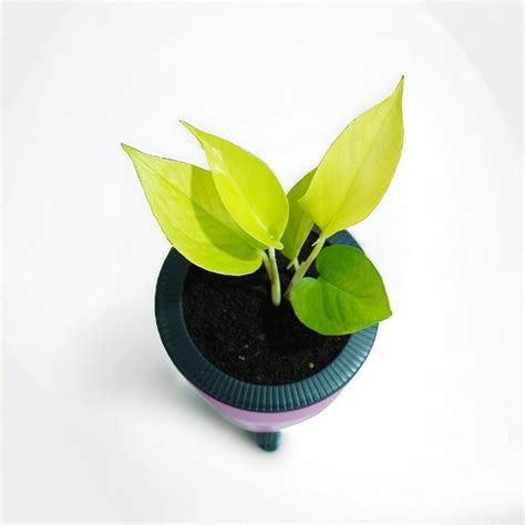 Golden Money Plant – Tirupati Green World