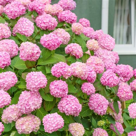 Pink Hydrangea