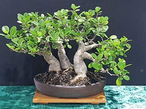 Townsville Bonsai Society Annual Exhibition, The Oasis Townsville ...