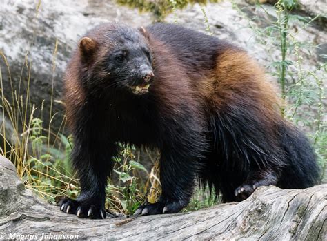 Wolverine Animal Facts and Adaptations - Gulo gulo