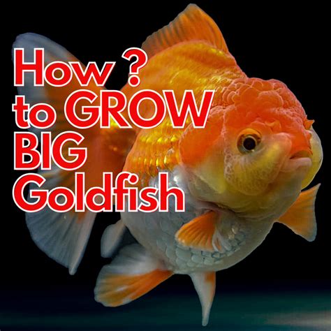 Fish packs – Aquarium Products India