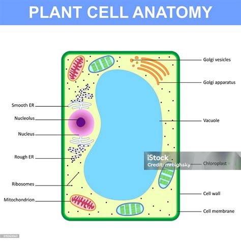 Nature Science Cell 的图像结果