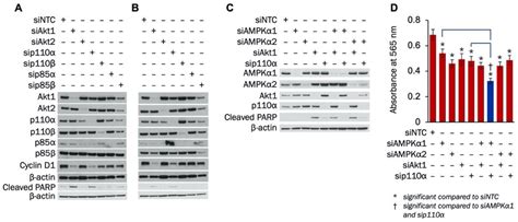 Targeting PI3K and AMPKα Signaling Alone or in Combination to Enhance ...
