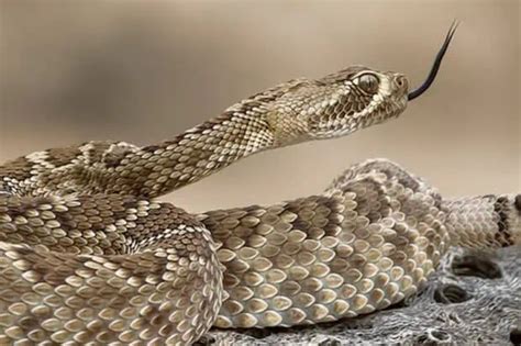 Types of Python's 的图像结果