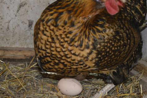 Image result for Gallinas Tutorial