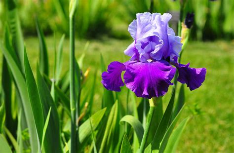 Download Flower Nature Iris HD Wallpaper