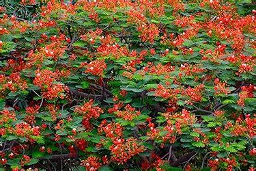 Buy Fujifilm X-S20 26.1MP APS-c X-Trans Sensor|AI Deep Learning|IBIS ...