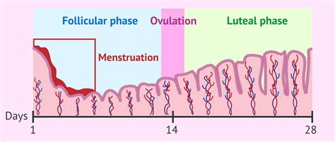 The menstrual cycle: what happens in each of its phases?