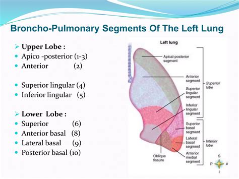 Radiological anatomy of chest including lungs,mediastinum and thoracic ...