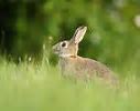 Image result for American Wild Rabbit