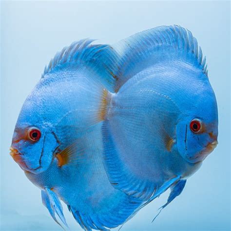 Image result for Discus Poisson Diamond