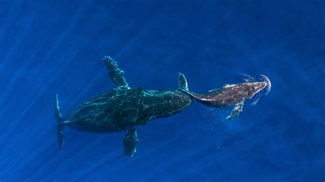 Bing Whale Wallpaper 的图像结果