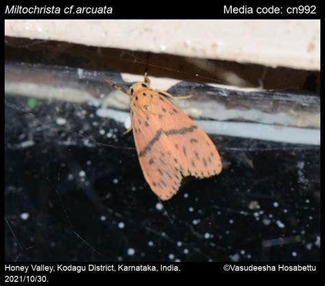 arcuata | Moths
