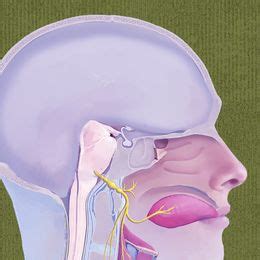 The ninth cranial nerve: All you need to know- The Week