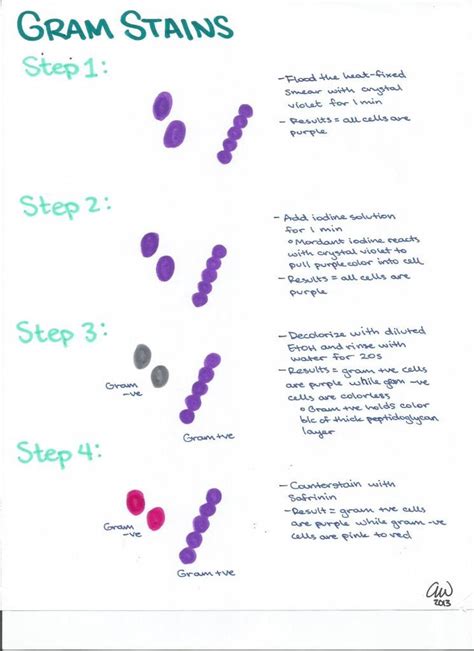 Image result for Microbiology Study Guide