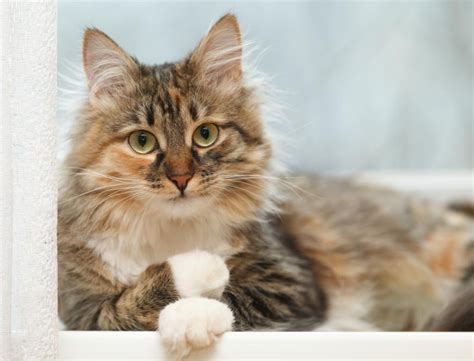 Norwegian Forest Cat vs Domestic Longhaired Cat - Breed Comparison