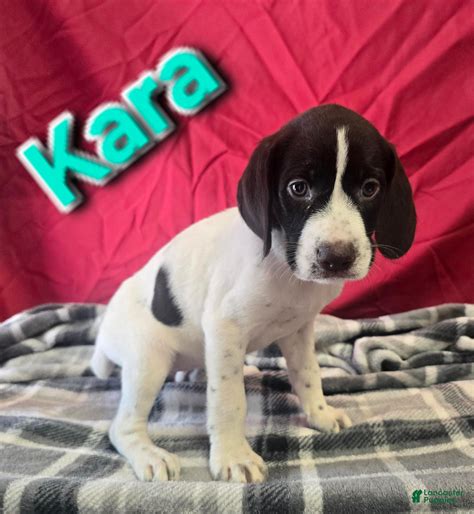 German Wirehaired Pointer Puppies for sale | Lancaster Puppies