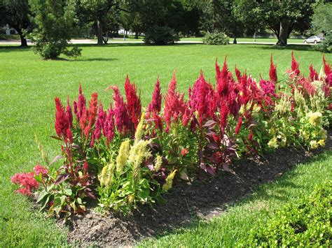 Celosia Flower Growth | Flowers Lover