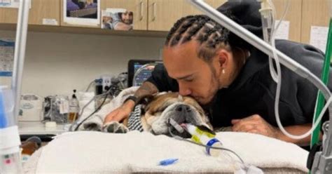 Lewis Hamilton shares heartbreaking Roscoe update after beloved dog's ...