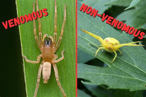 Non Poisonous Spiders