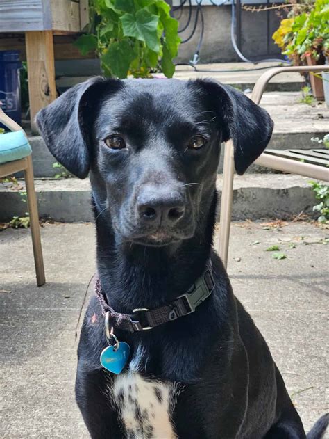 Leroy - Big Fluffy Dog Rescue