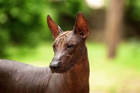 Xoloitzcuintli Dog: Traits, Care & Breed Guide