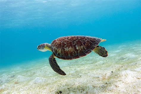 Image result for Turtle Programming Tutorial
