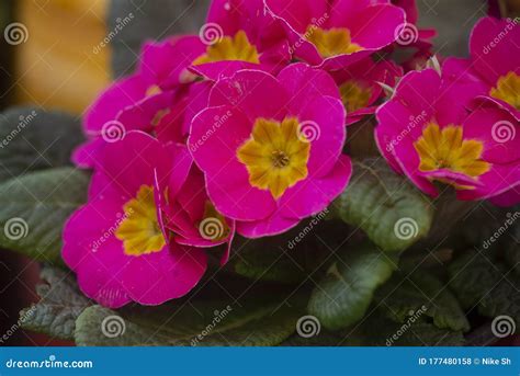 Pink Saintpaulia African Violets in Bloom Stock Photo - Image of flower ...