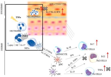 Changes in Tumor Necrosis Factor α (TNFα) and Peptidyl Arginine ...