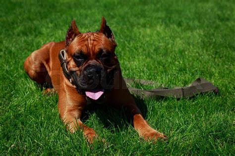 Dog breed German Boxer | Stock image | Colourbox
