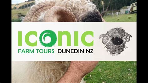 Iconic Farm Animal Tour | Activities & Day Trips in Dunedin, New Zealand