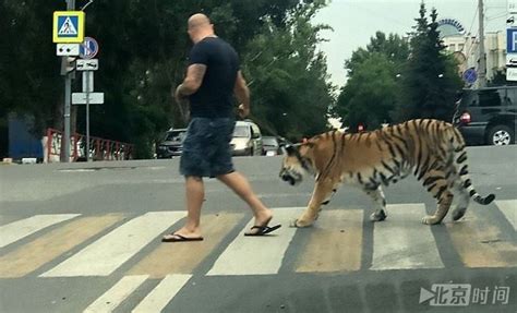 老虎当宠物？俄罗斯男子街头遛老虎惊呆路人|马戏团|老虎|宠物_新浪新闻