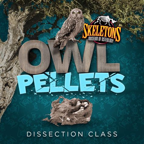 Owl Pellet Dissection Classes – SKELETONS: Museum of Osteology