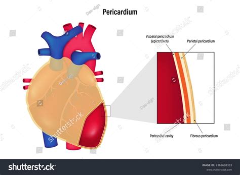 Visceral Pericardium Cavity