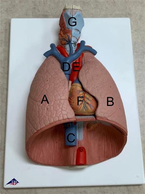 Thorax Function 的图像结果