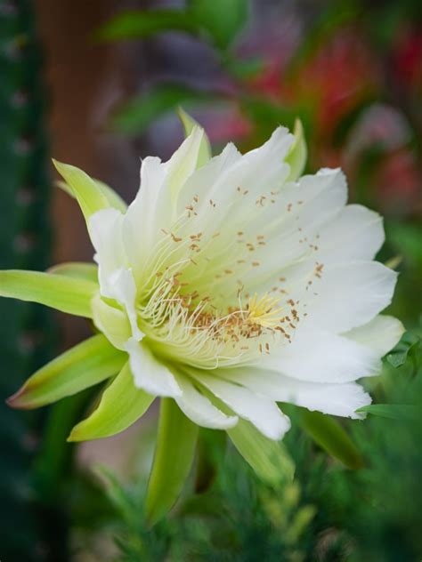 Cereus Peruvianus - Learn More About The Night Blooming Cereus ...