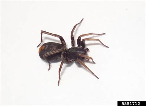 Spiders - A & A Pest Control