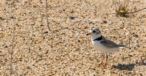 Plover Primetime: Issue 10 - Little Nubs and Grubs | U.S. Fish ...