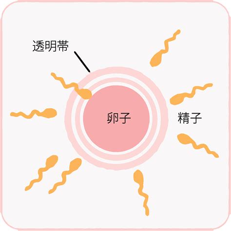 科学家拍到：精子和卵子结合的那一刻，真的会瞬间爆发出巨大闪光_卵细胞_原子_烟花