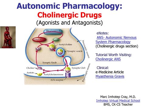 Cholinergic Pharmacology Nerve Ending