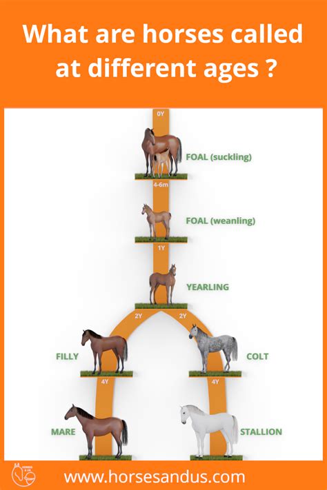 Complete Life Cycle Of A Thoroughbred Horse