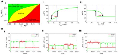 Multi-Stability and Consequent Phenotypic Plasticity in AMPK-Akt Double ...