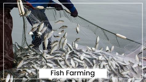 Animal Husbandry 的图像结果