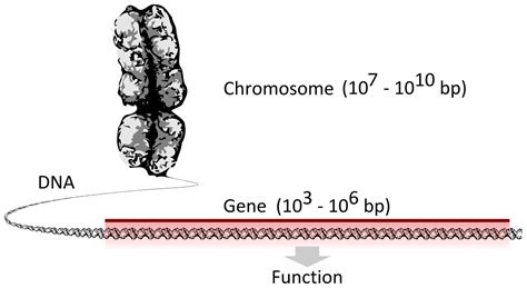 Image result for Gene Decoding