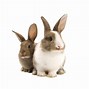 Image result for Cartoon Image of Rabbit