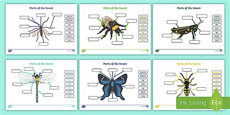 Insect Body Parts | Fill in the Blanks Worksheet