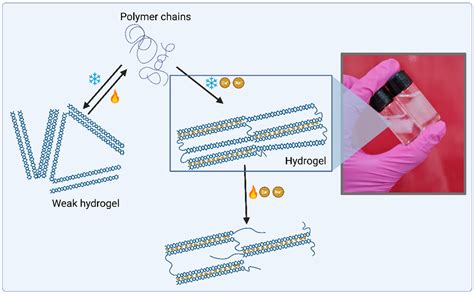 Mucoadhesive Polymers and Their Applications in Drug Delivery Systems ...