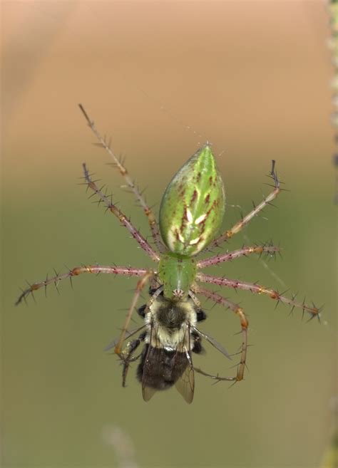 Spiders of North Carolina